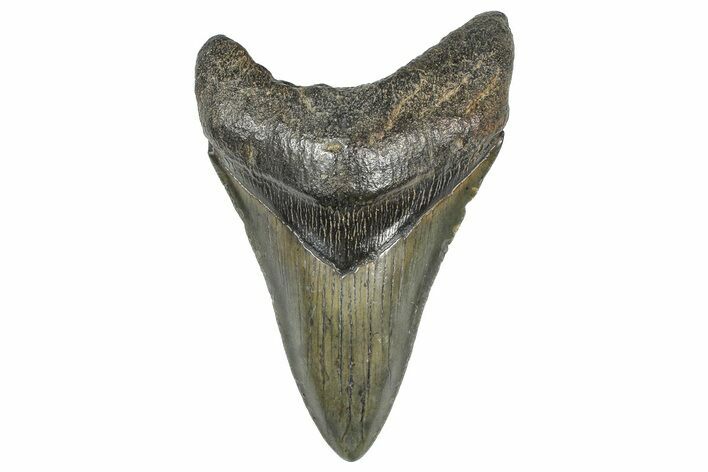 Fossil Megalodon Tooth - South Carolina #368005